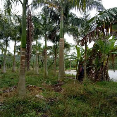 中山苗木种植基地多规格供应造景乔木大王椰子
