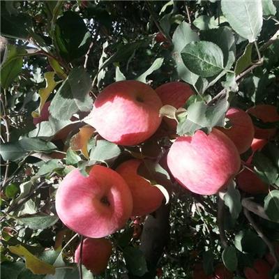 红肉苹果苗 嘎啦苹果苗基地 富士王苹果苗价格一棵 3公分苹果苗 1公分苹果苗种植 矮化苹果苗种植前景