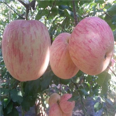 红肉苹果苗 国光苹果苗产量 信浓红藤木一号苹果苗适应地区 1公分苹果苗 1公分苹果苗种植