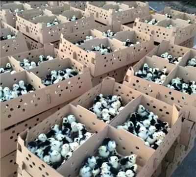 内蒙古绿壳蛋鸡苗经销商－2019年6天出售一批绿壳蛋鸡苗