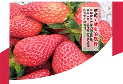 美十三草莓苗基地、美十三草莓苗价格一株
