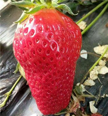 美十三草莓苗怎么卖、美十三草莓苗价格一颗