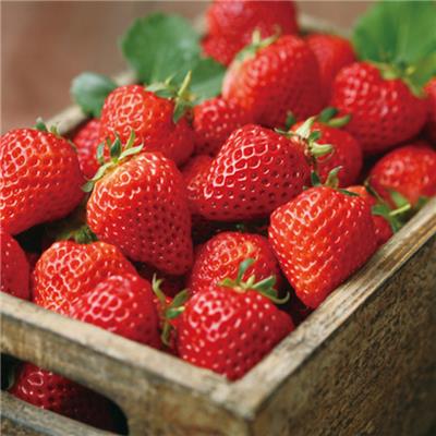 新品种草莓苗怎么卖、新品种草莓苗价格一颗