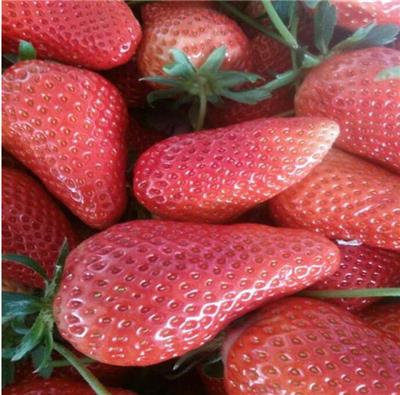 盆栽草莓苗基地、盆栽草莓苗价格一颗