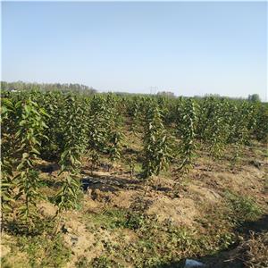 桑德拉玫瑰樱桃苗育苗基地、桑德拉玫瑰樱桃苗种植技术指导