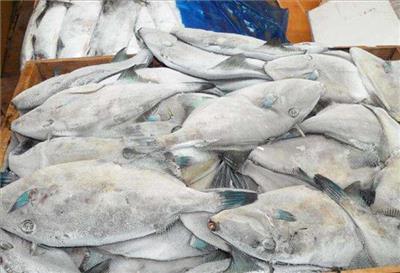 巴沙鱼柳/鱼鳍全国口岸进口进口许可证办理