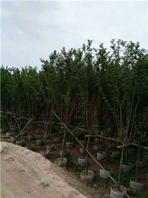 漳州苗木种植基地特价供应精品乔木小叶紫薇