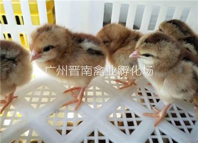 适宜原生态养殖鸡苗 成活率高清远鸡 免运费土鸡批发