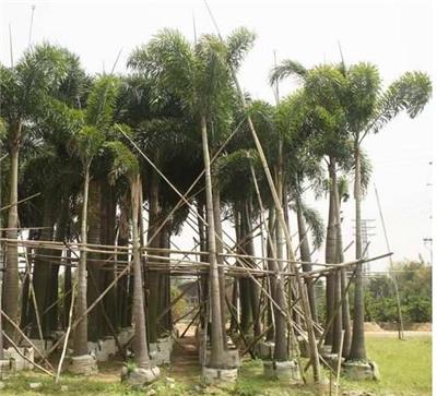 中山苗木种植基地多规格特价供应精品狐尾椰子