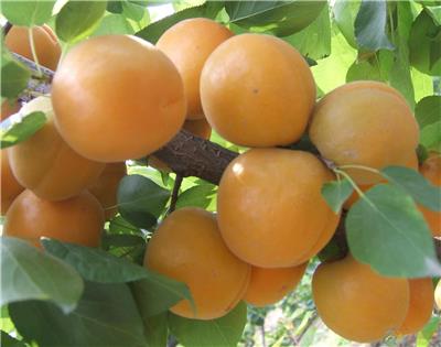 早熟杏树苗品种大全