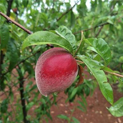 桃树苗品种