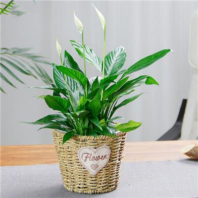 武汉公司花卉购买绿色植物价格，武汉花卉租赁公司绿植租赁价格
