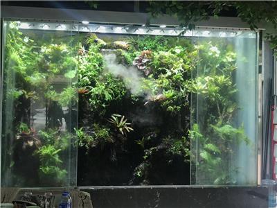 雨林缸DIY	两栖缸制作生态鱼缸雨林工程设计