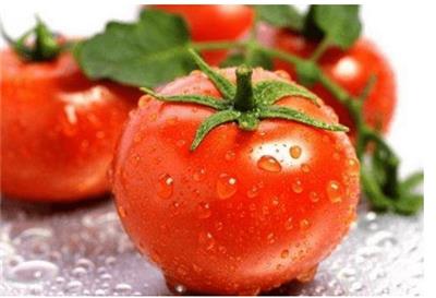 番茄定植缓苗后的较适生长发育条件你注意了吗