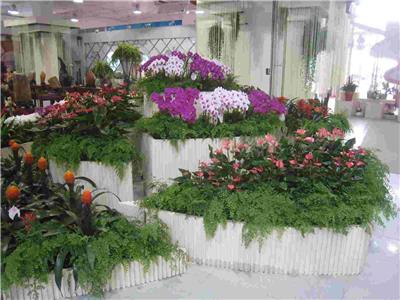 南京江北产业园附近的花卉租赁哪家便宜 创造辉煌 南京春之恋景观工程供应