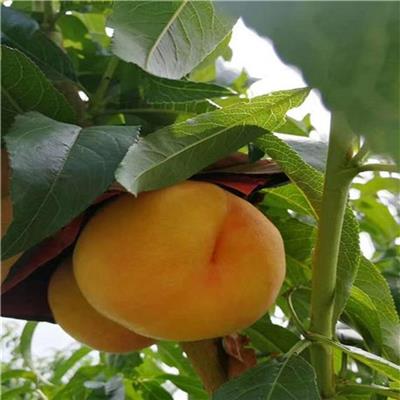 桃树苗价格及基地 春丽全国均可发货