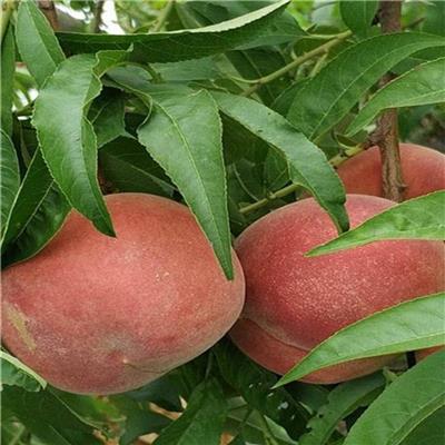 桃树苗基地报价 7-7产品质量保证