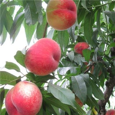 桃树苗批发 36-5全国均可发货