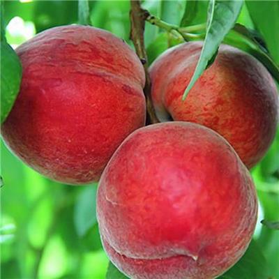 桃树苗价格行情 36-5免费提供样品