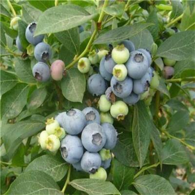 组培品种蓝莓树 惠农农业 营养杯高度40公分以上的珠宝蓝莓苗