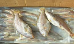 美国大麻哈鱼进口 美国大西洋鲱进口	美国大西洋鲑进口
