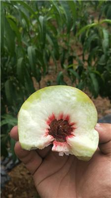 金魁桃树苗较新品种