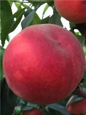 一般的一棵的桃树苗价格,土壤对桃树苗成长的重要性