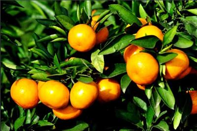 柑橘炭疽病的发病症状及如何防治