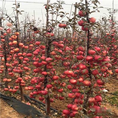 惠农农业 出售m26中间砧 m9自根矮化苹果苗 不套袋苹果品种