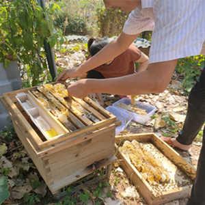蜂农供应贵阳六水盘中蜂出售，中蜂蜂王几天出台 