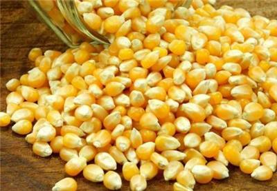 青岛优质玉米种子供应