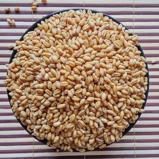 青岛优质小麦种子供应