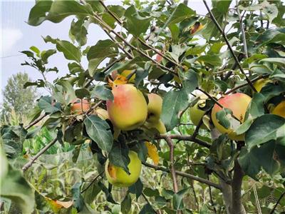 合肥丰产苹果苗基地价格