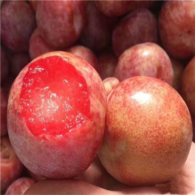 惠农农业 杏李品种恐龙蛋李子苗 8月份成熟果肉红色有香气