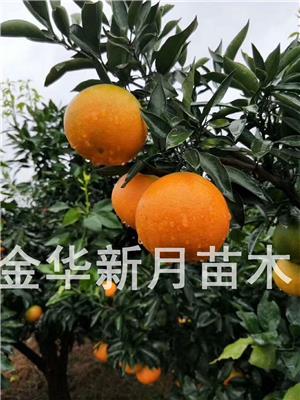 柑橘苗-浙江金华柑橘苗基地-优质柑橘苗