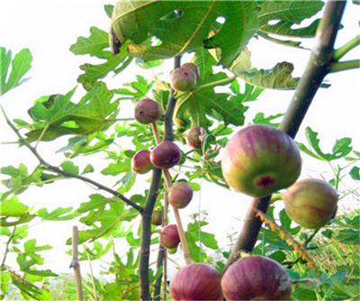 日本紫果苗每日价格,华丽无花果苗生产苗圃