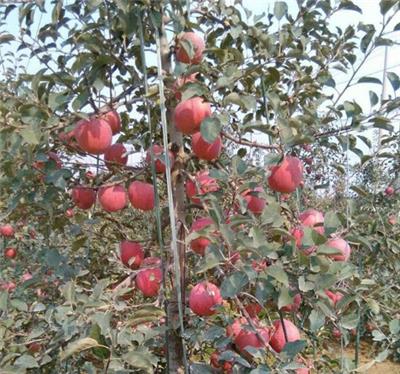 红富士苹果树苗，3公分占地苹果树，4公分占地苹果树