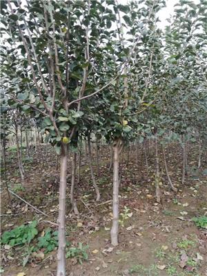 低价苹果树3公分苹果树示范基地 红富士苹果树基地