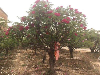 中川 老牡丹树 上**的古树 3米以上紫斑 别墅庭院栽种