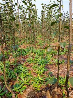 玉露香梨树苗亩产情况，一亩地种多少棵玉露香梨苗