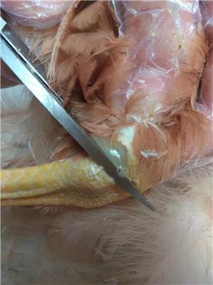 鸡感染滑囊炎咋办，用中药有效控制鸡滑膜炎支原体的方案