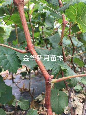 上海葡萄苗联系电话 葡萄种苗 欢迎来电咨询