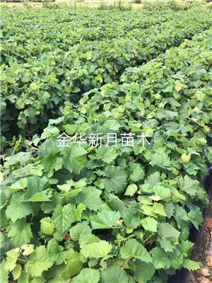 台州葡萄苗种植 白罗莎葡萄苗