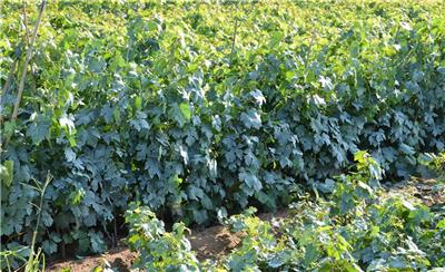葡萄苗 占地葡萄苗 品种全 易播种 发芽率高