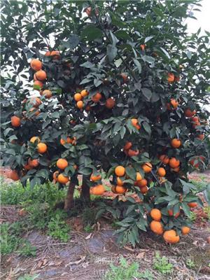 供应广西云南明日见柑桔苗及各正宗柑橘品种柑橘苗木