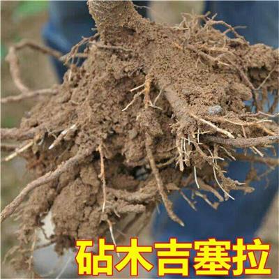 1.8公分俄8樱桃苗种植季节 俄罗斯8号樱桃苗保证成活率