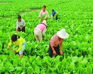 东莞塘厦农副产品配送公司哪家好