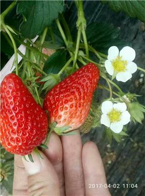呼和浩特草莓苗批发价格 低价批发 货到付款