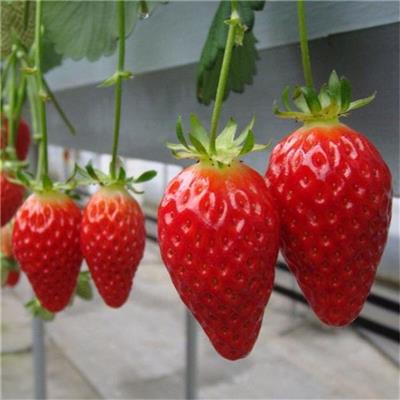 乌鲁木齐草莓苗哪里有卖 生产厂家供应商