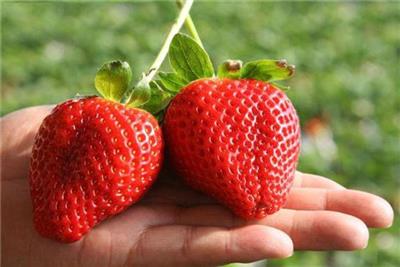 揭阳草莓苗销售价格 产地直销